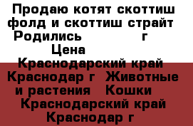 Продаю котят скоттиш-фолд и скоттиш-страйт. Родились 17.05.2017 г.,  › Цена ­ 3 000 - Краснодарский край, Краснодар г. Животные и растения » Кошки   . Краснодарский край,Краснодар г.